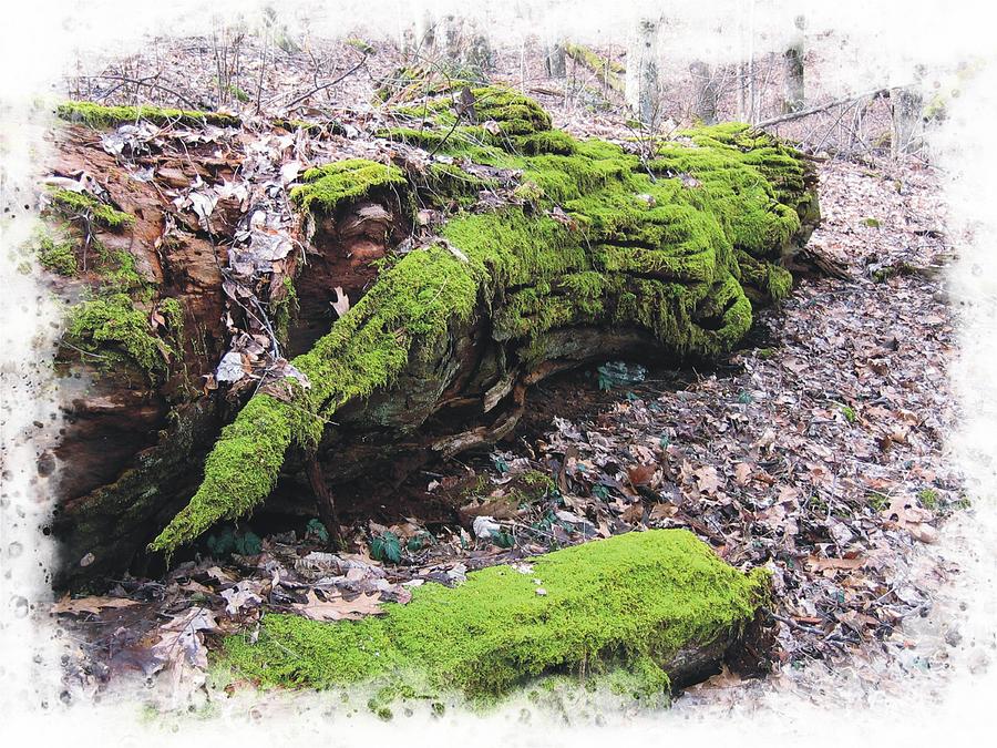 Lichen Logs #1 Photograph by Joe Duket