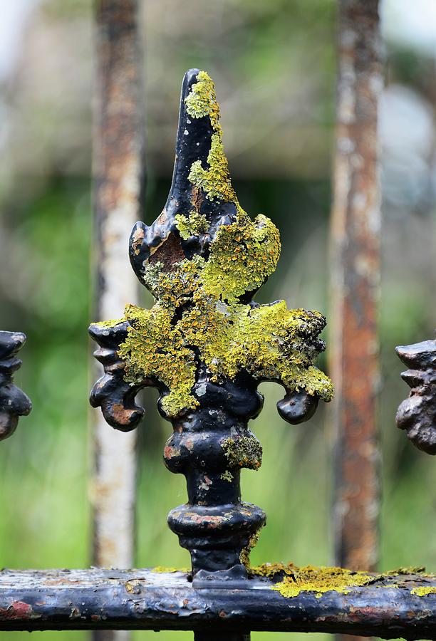 Nature Photograph - Lichen On Iron Railings In Clean Air #1 by Cordelia Molloy