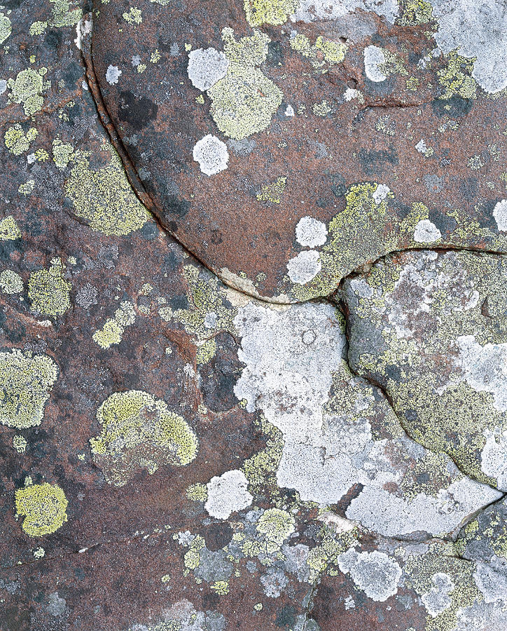 Lichen #1 Photograph by Simon Fraser/science Photo Library