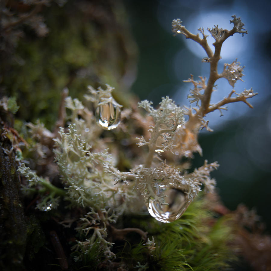 Lichen World Pour Photograph By Jen Baptist Fine Art America