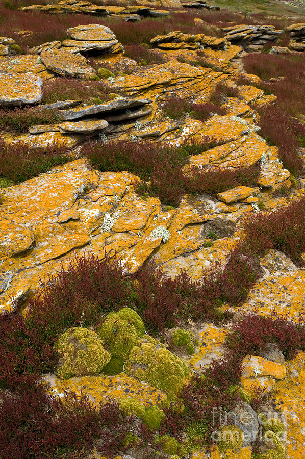 Lichened Rocks #1 Photograph by John Shaw