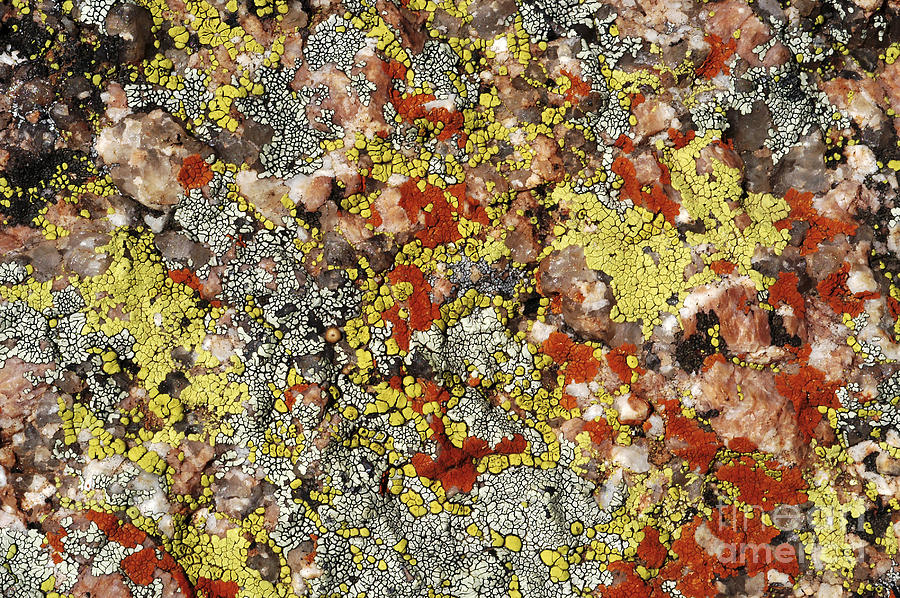 Lichens #1 Photograph by Gregory G. Dimijian