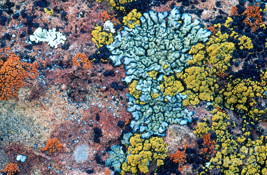 Lichens On A Rock #1 Photograph by William H. Mullins