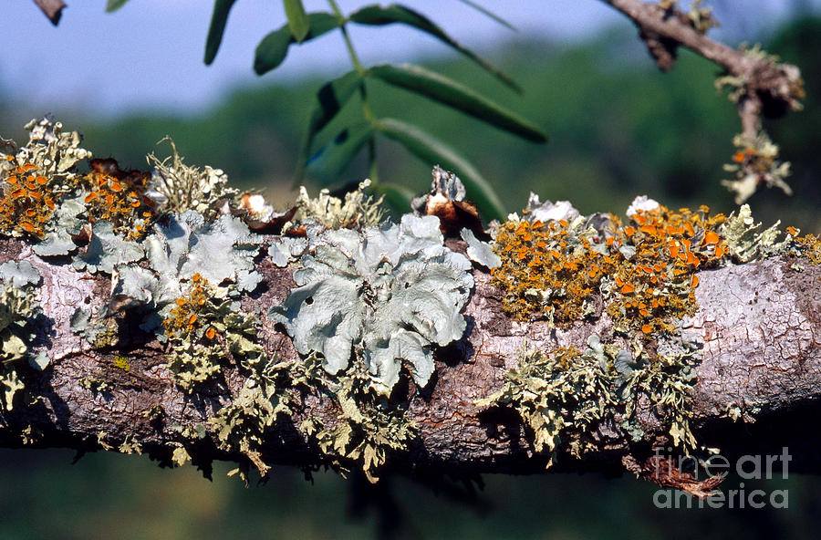 Lichens On A Tree #1 Photograph by Gregory G. Dimijian, M.D.