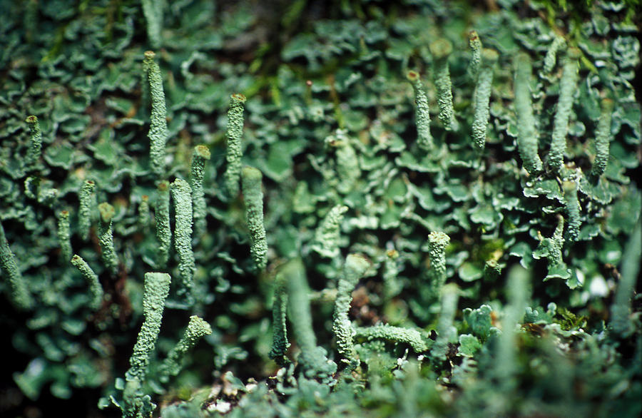Lichens #1 Photograph by Paul Whitten