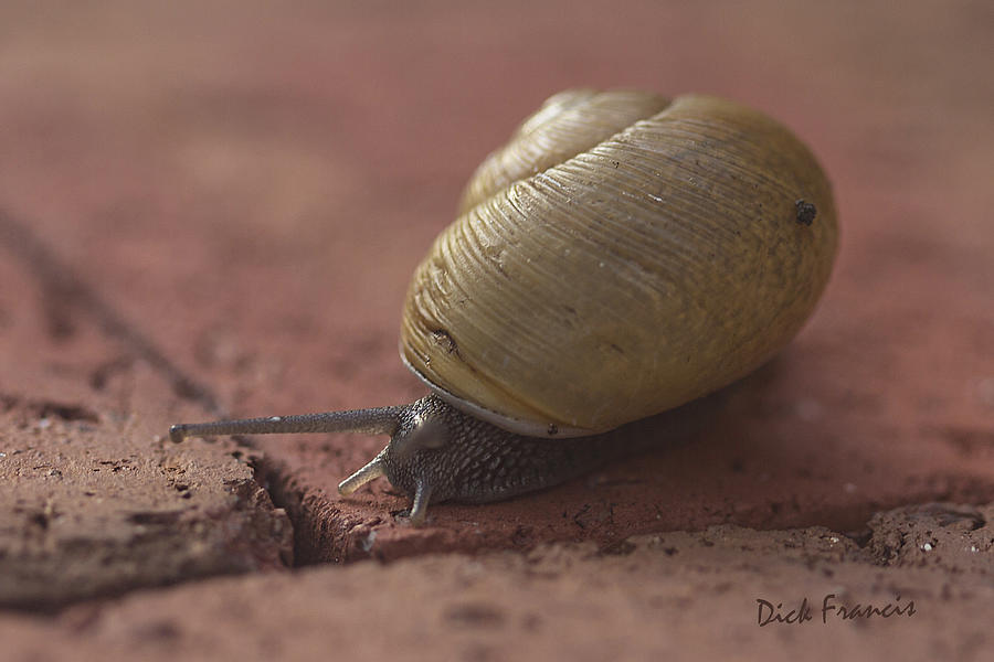 Snail's Pace Photograph by Dick Francis Fine Art America