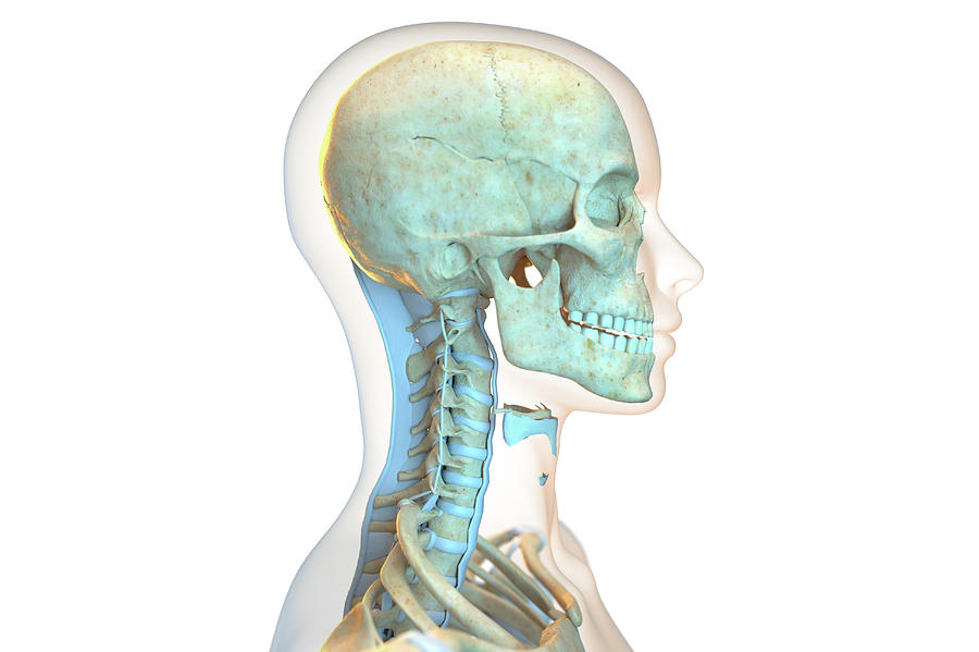 neck ligaments