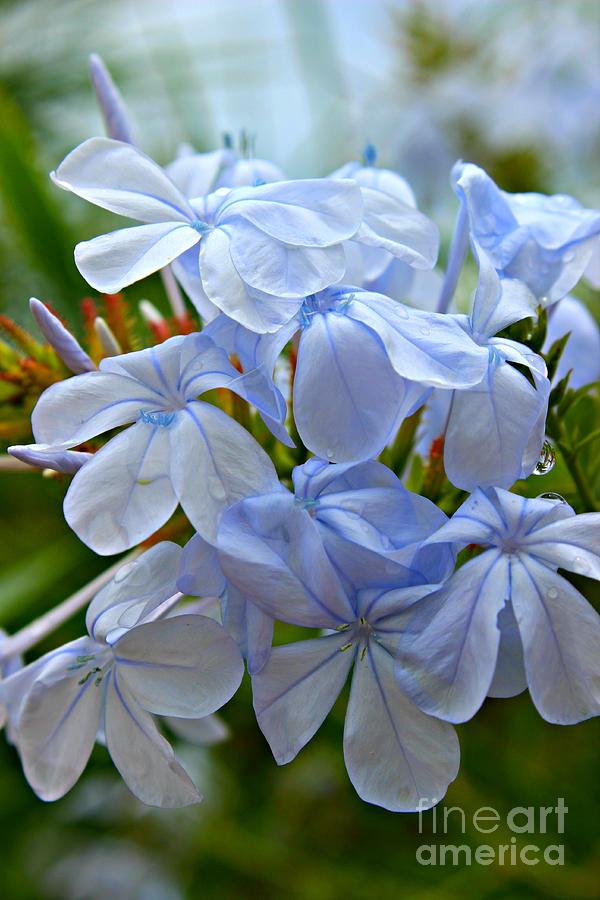 Flower Photograph - Light Blue #2 by Clare Bevan