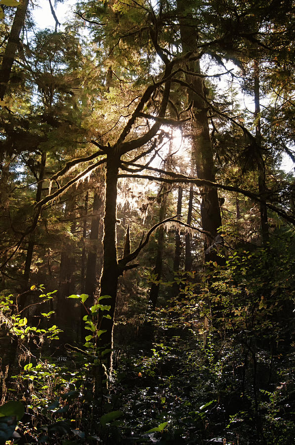Light in the Forest #2 Photograph by Allan Van Gasbeck