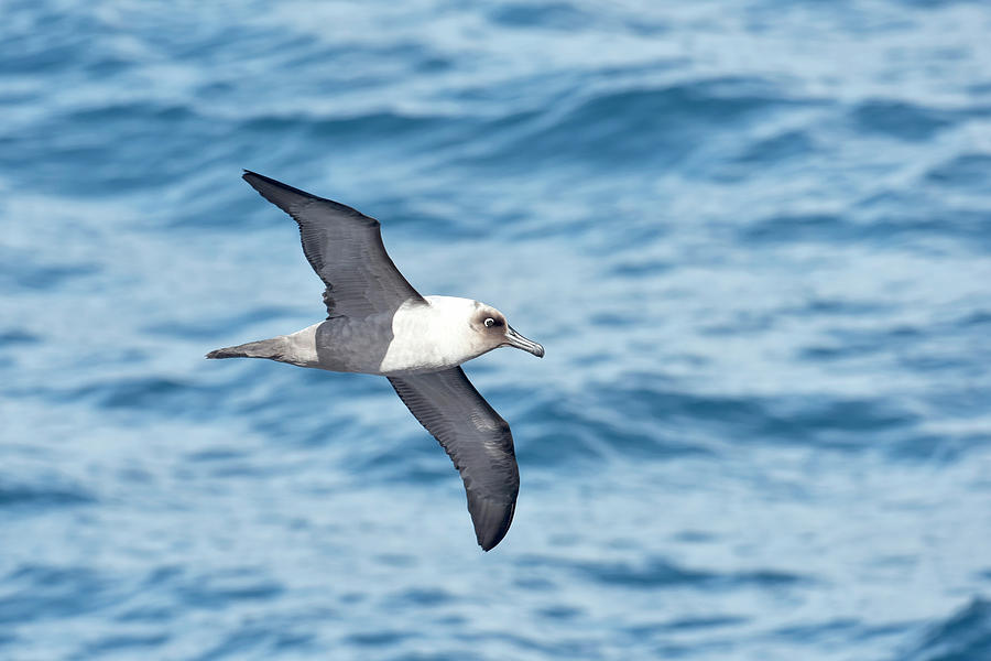 Light-mantled Albatross #1 Photograph by Dr P. Marazzi/science Photo Library