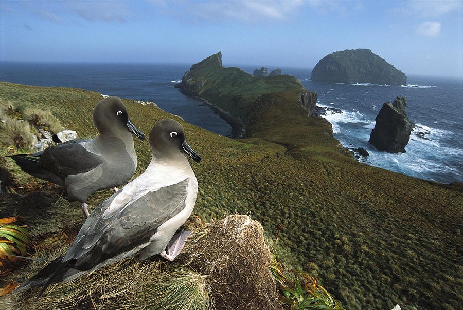 Light-mantled Albatrosses Courting #1 Photograph by Tui De Roy