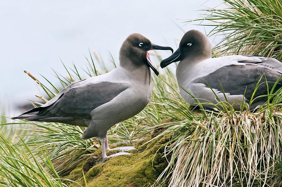 Light-mantled Albatrosses #1 Photograph by William Ervin/science Photo Library