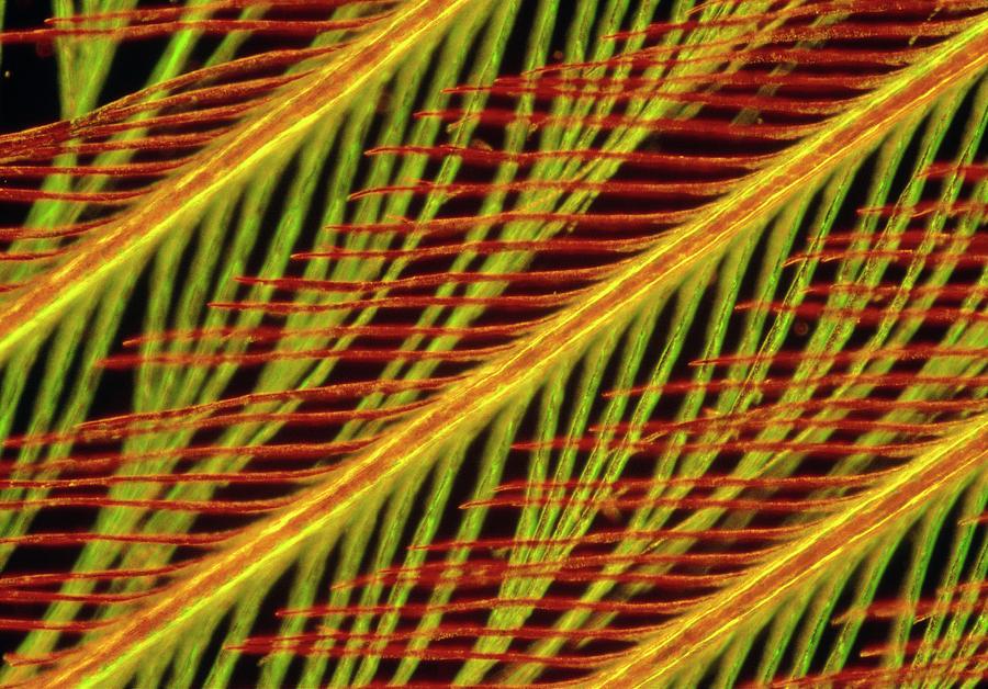 Light Micrograph Of A Kingfishers Feather #1 Photograph by Power And Syred/science Photo Library