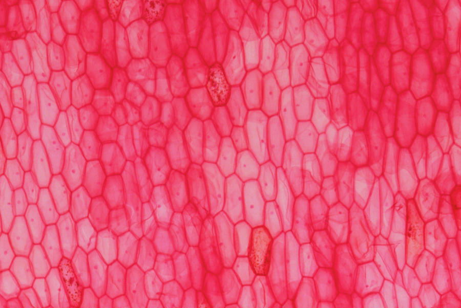 Light Micrograph Of Onion Epidermis #1 Photograph by Sidney Moulds/science Photo Library