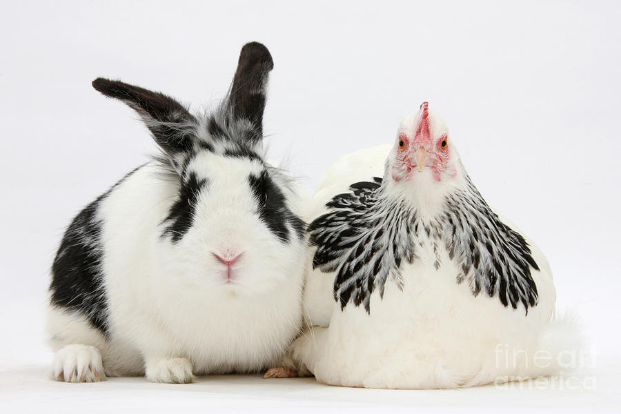Light Sussex Bantam Hen And Rabbit #2 Photograph by Mark Taylor