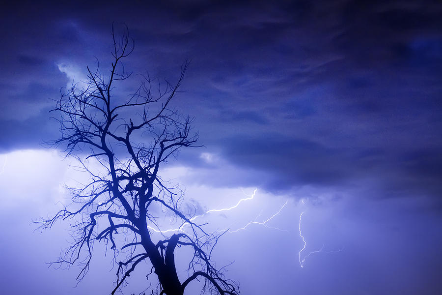 Tree Photograph - Lightning Tree Silhouette 29 by James BO Insogna