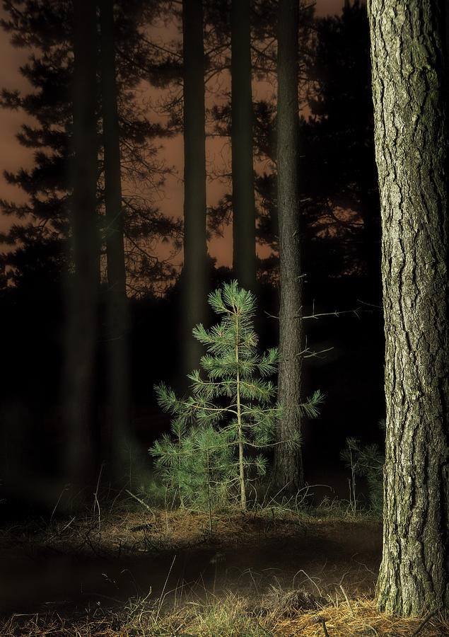 Nature Photograph - Lightpainting The Pine Forest New Growth #1 by Dirk Ercken