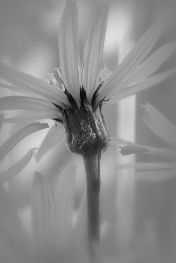 Ligularia Flower #1 Photograph by Nathan Abbott