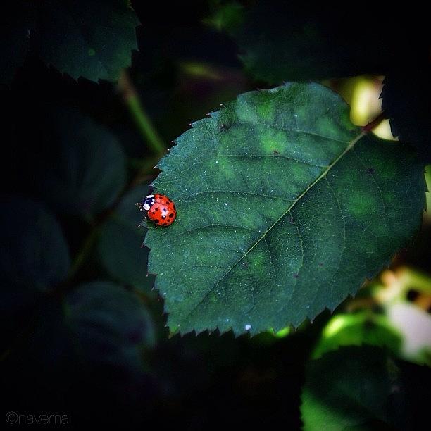 Ladybug Photograph - Lil Ladybug #1 by Natasha Marco