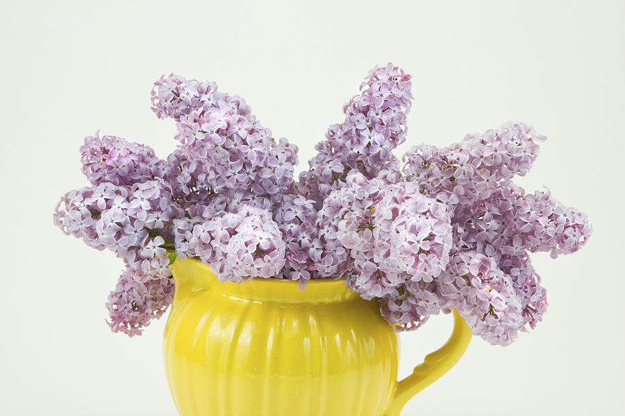 Lilac Boquet - Yellow Vase #1 Photograph by Keith Webber Jr