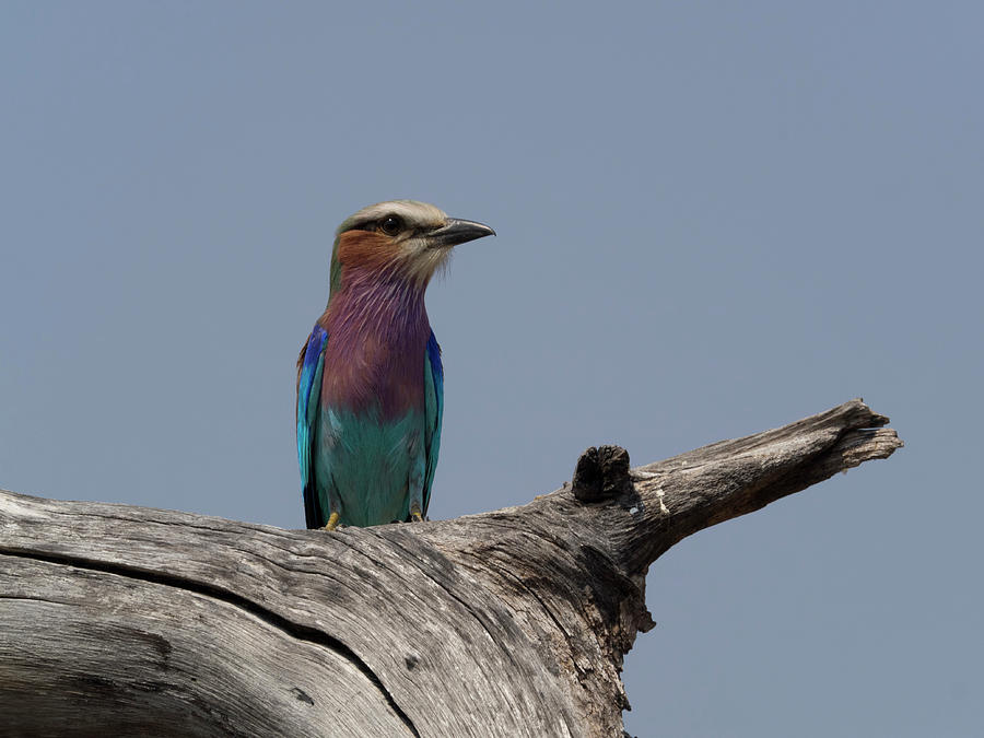 Nature Photograph - Lilac-breasted Roller Coracias Caudatus #1 by Panoramic Images