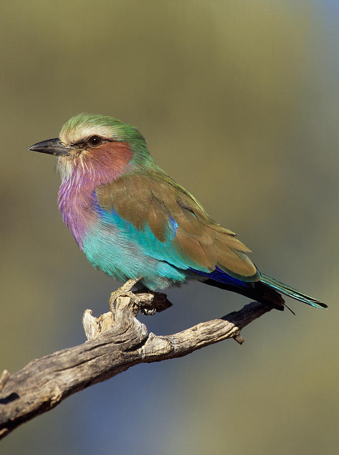 Lilac-breasted Roller #1 Photograph by Nigel Dennis