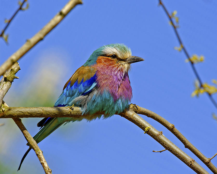 Lilac Breasted Roller #1 Photograph by Paul Scoullar