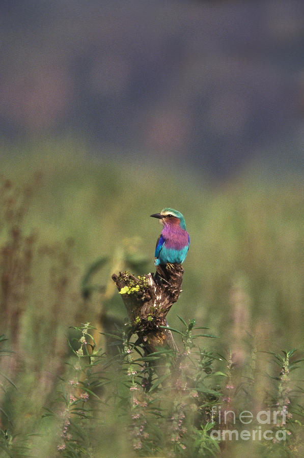 Lilac-breasted Roller #1 Photograph by Ron Sanford
