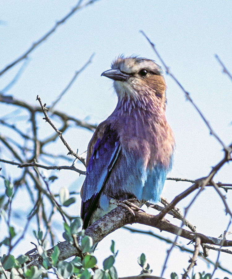 Lilac-breasted Roller #1 Photograph by Tina Manley