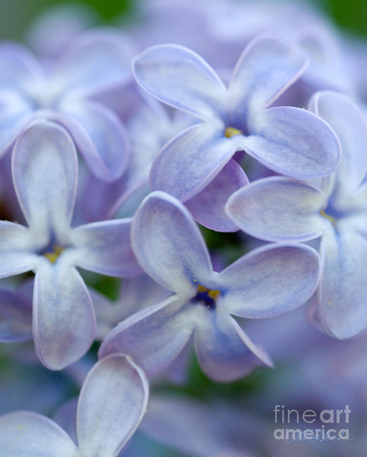 Lilac Macro #1 Photograph by Iris Richardson