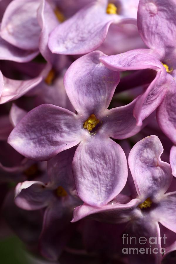 Lilac #1 Photograph by Rick Rauzi