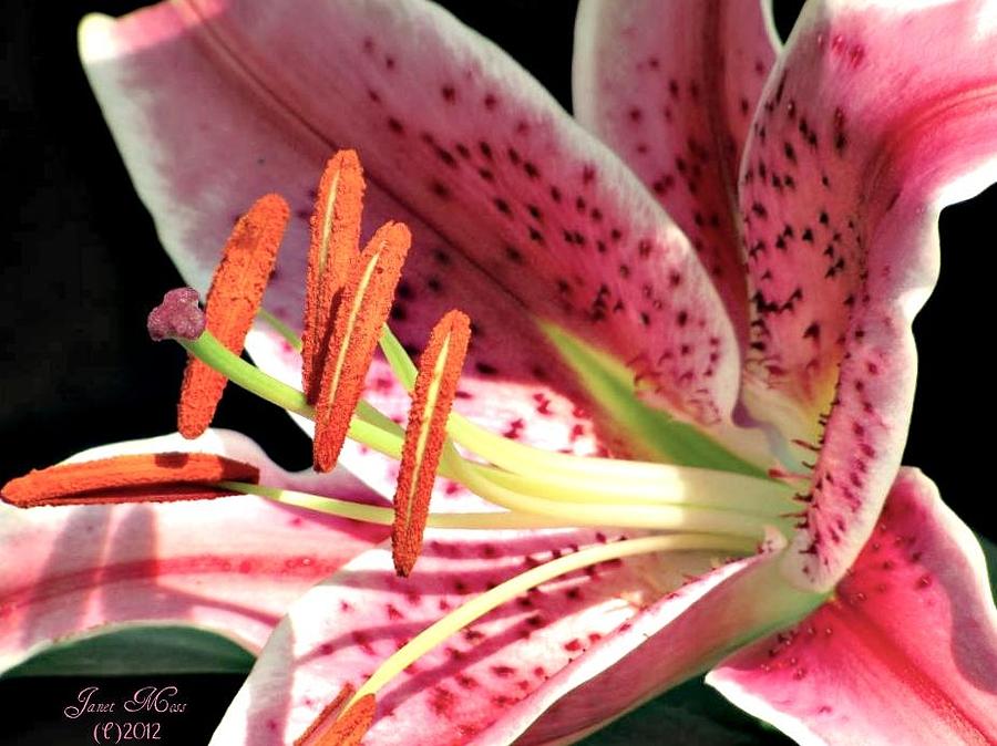 Flowers Still Life Photograph - Lilies #1 by Janet Moss