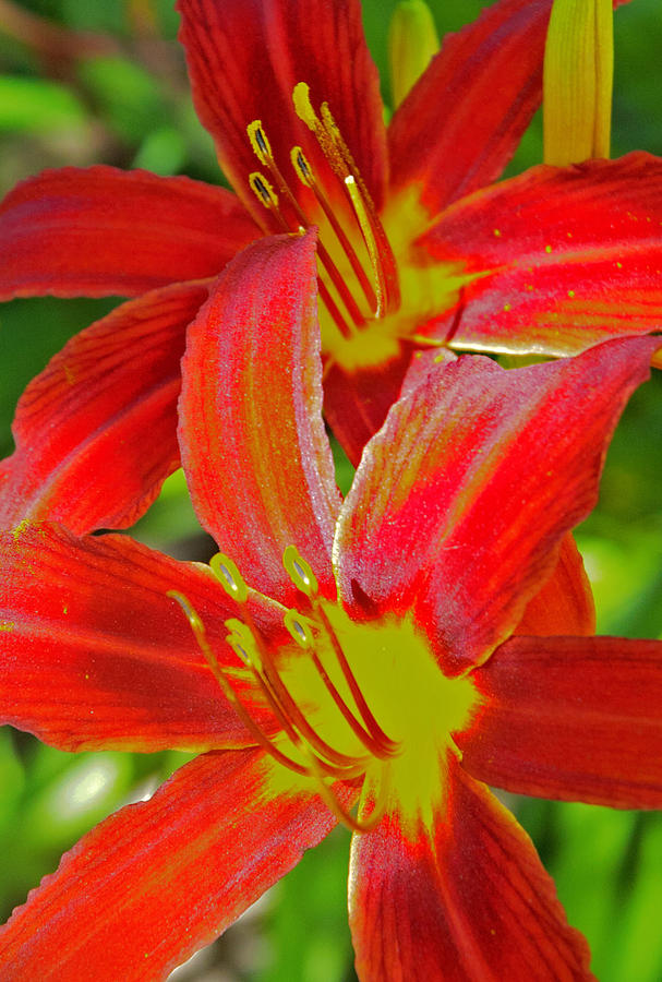 Lily Photograph - Lilies #1 by Katina Borges