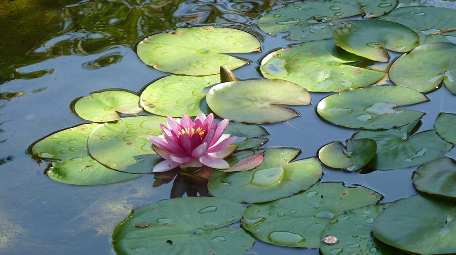 Lilly Pads #1 Photograph By Randy Marlowe - Fine Art America