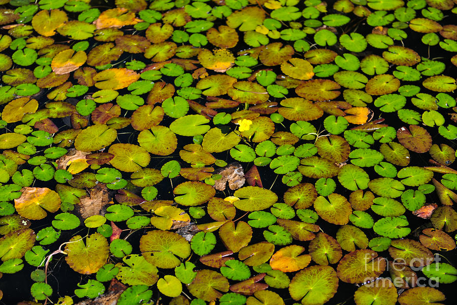 Lilly Pond Photograph by Dale Powell