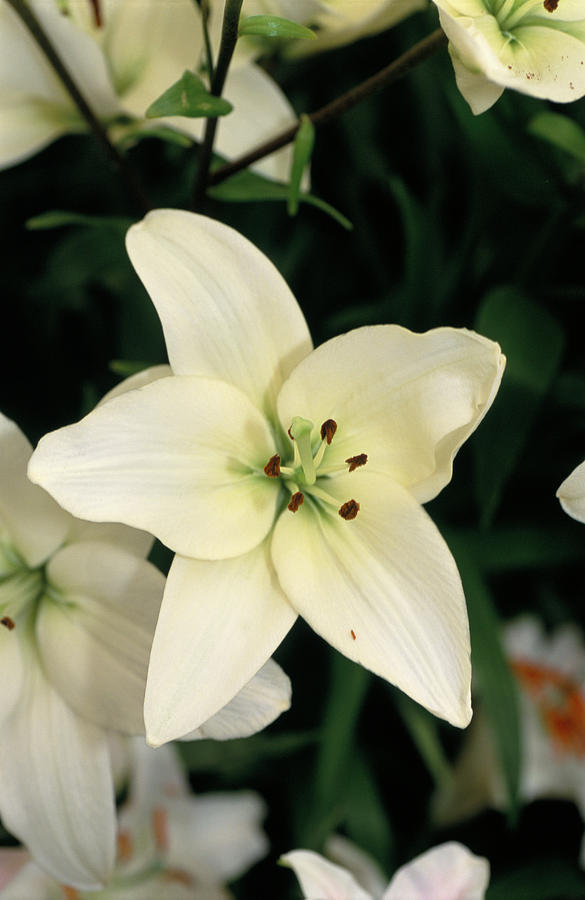 Lily Photograph - Lily #1 by Adrian Thomas/science Photo Library