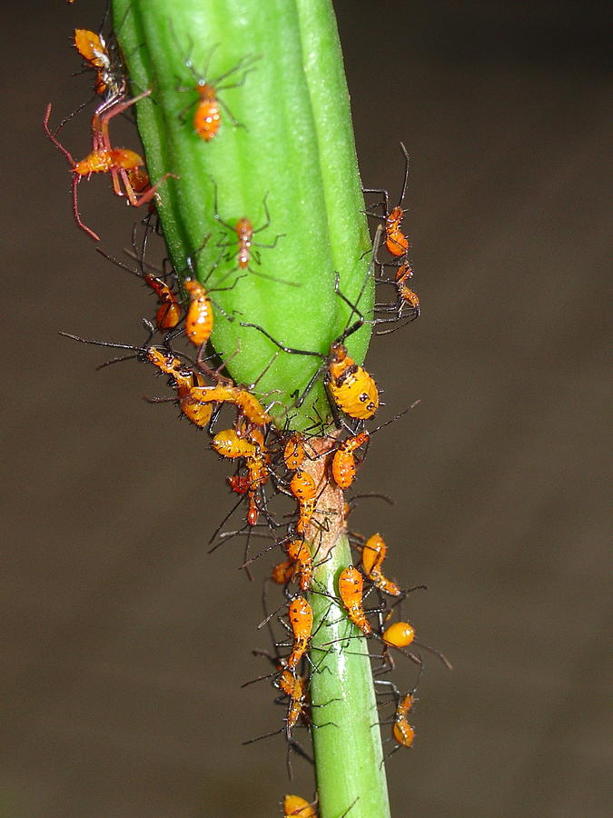 Lily Aphids Photograph by Lindy Pollard - Fine Art America