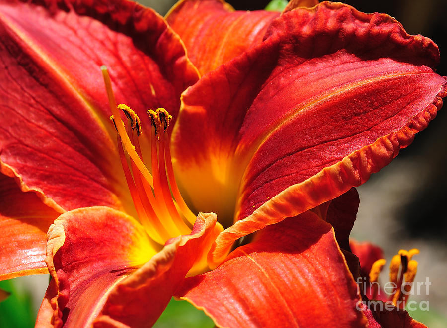 Lily DeLight #1 Photograph by Wayne Nielsen