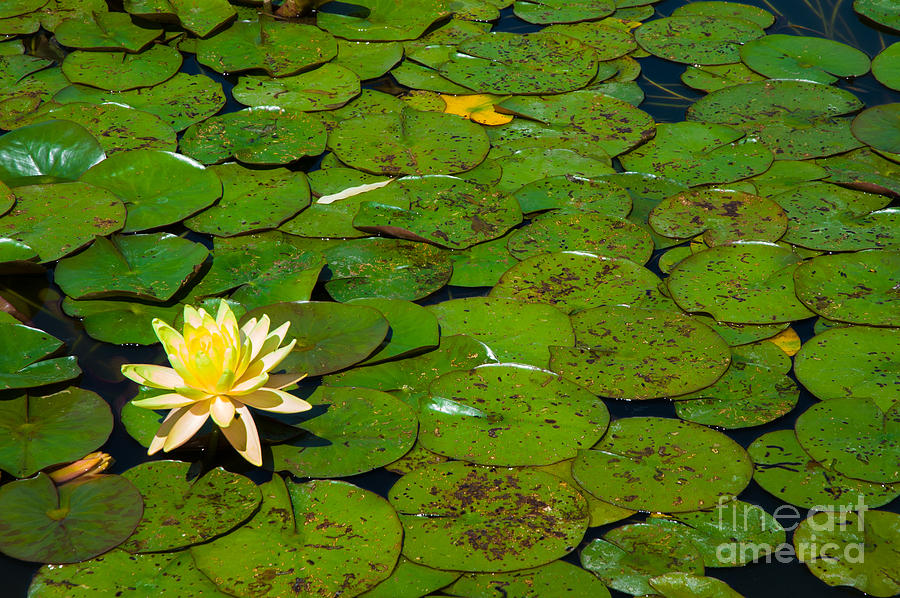 Flower Photograph - Lily flower on lily leaves in lily pond #2 by Peter Noyce