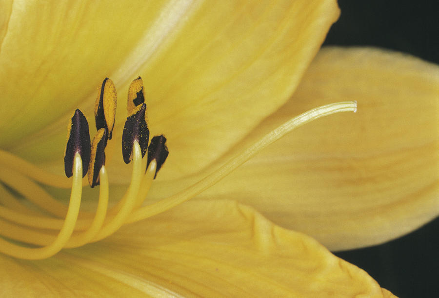 lily-flower-stamens-and-carpel-photograph-by-dr-jeremy-burgess-science