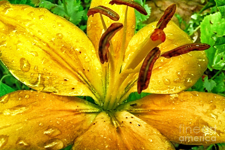 Lily In Rain Photograph