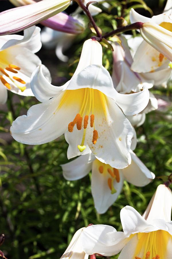 Lily (lilium Regale) #1 Photograph by Dan Sams/science Photo Library