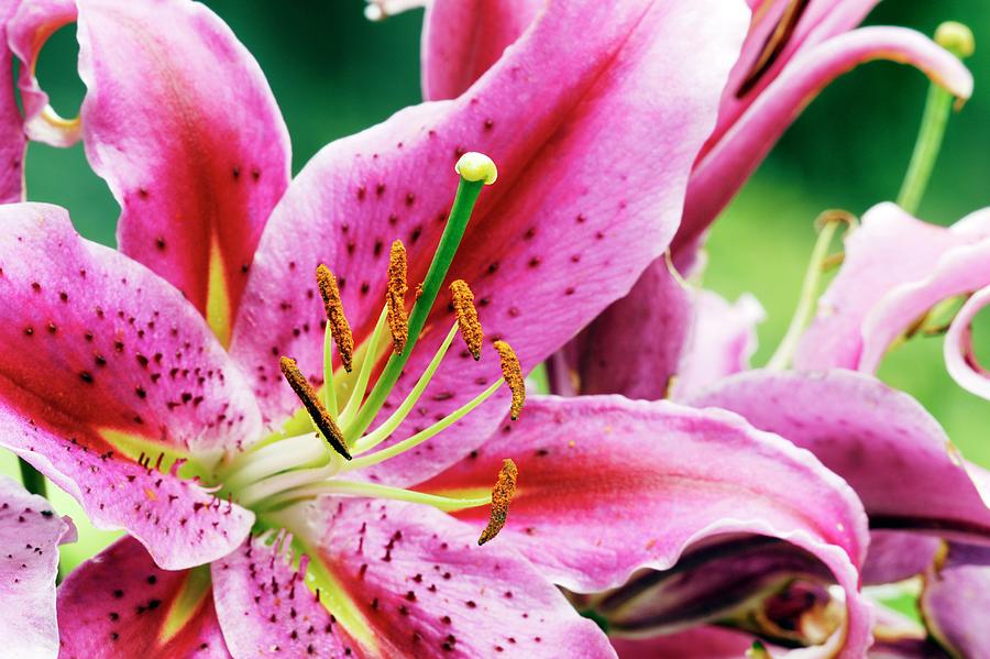 Lily (lilium Sp.) #1 Photograph by Anthony Cooper/science Photo Library