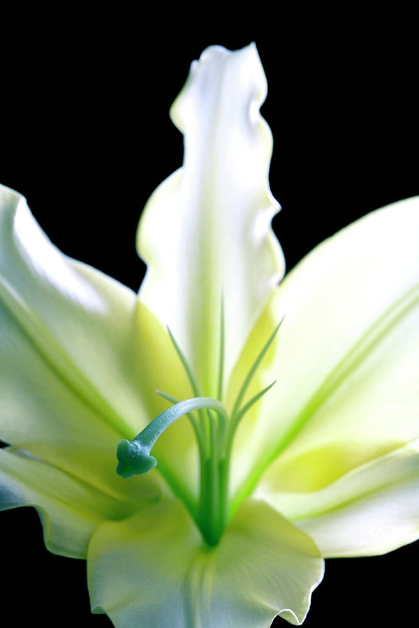 Lily (lilium Sp.) #1 Photograph by Kate Jacobs/science Photo Library