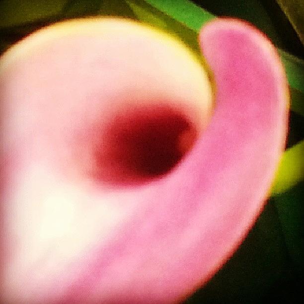Abstract Photograph - Lily #1 by Niki Crawford