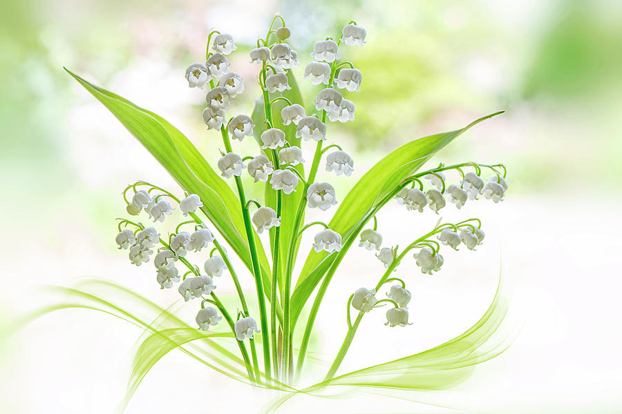 Lily Of The Valley Photograph - Lily Of The Valley by Jacky Parker