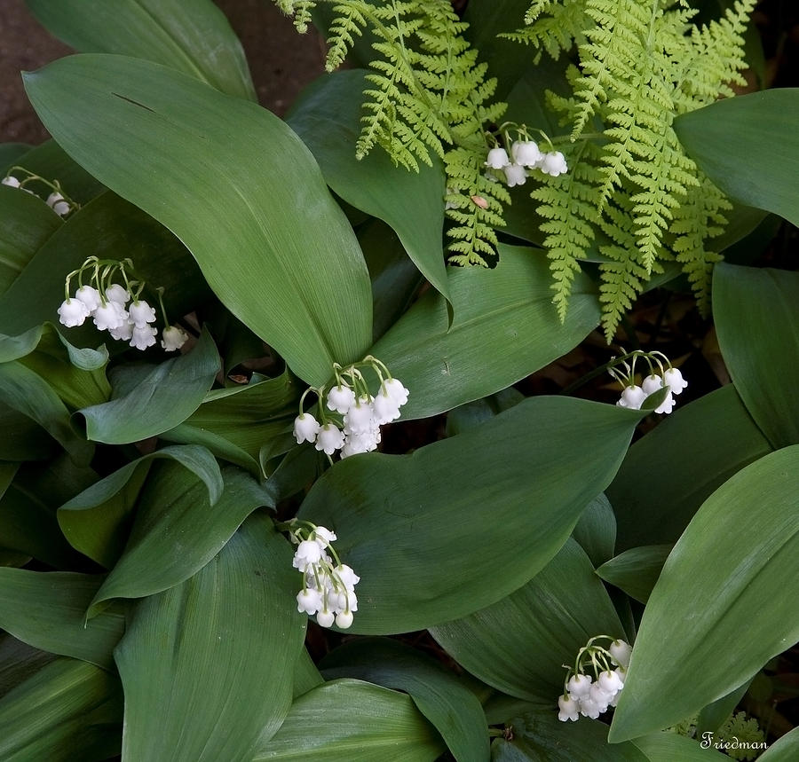 Lily of the Valley #1 Photograph by Michael Friedman
