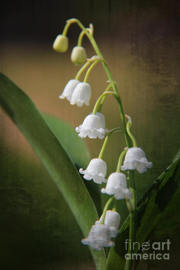 Lily of the Valley #1 Photograph by Yumi Johnson