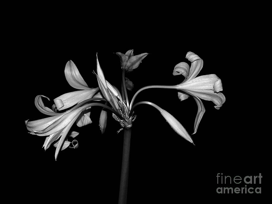 Flowers Still Life Photograph - Lily on Black #1 by Samuel James