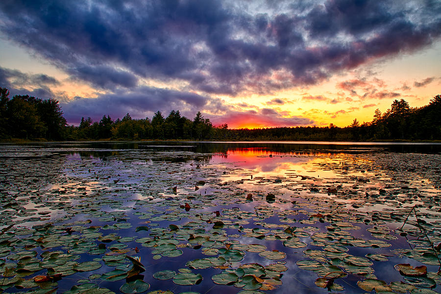 Lily Pad Sunset #1 Photograph by Jeff Sinon